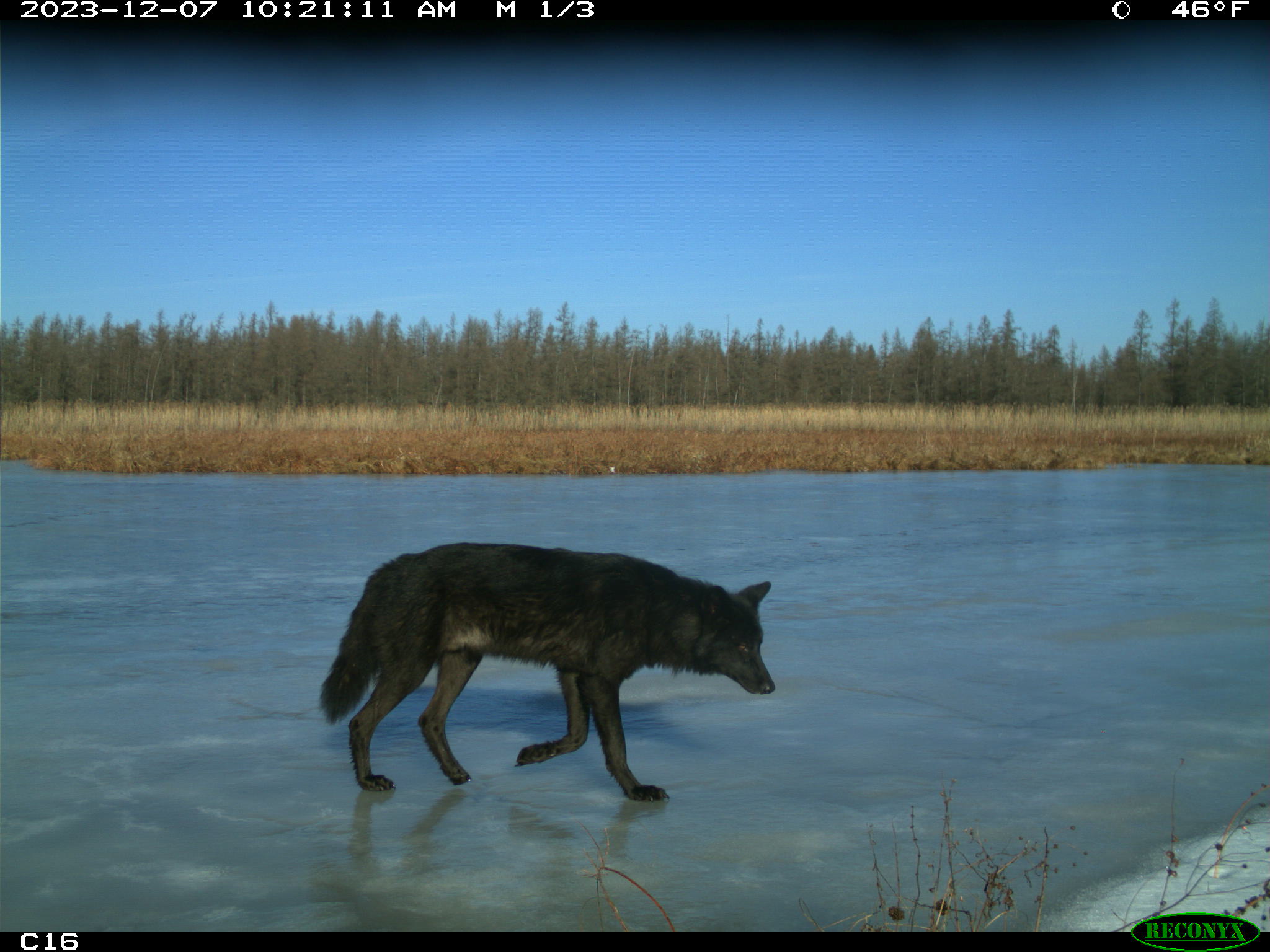 A black wolf walking across a frozen lake during the day